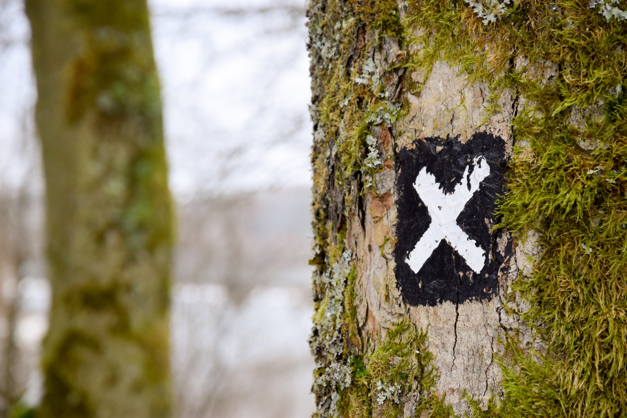 Zoomed in photo of moss on tree bark with a black and white X painted on the side as a target