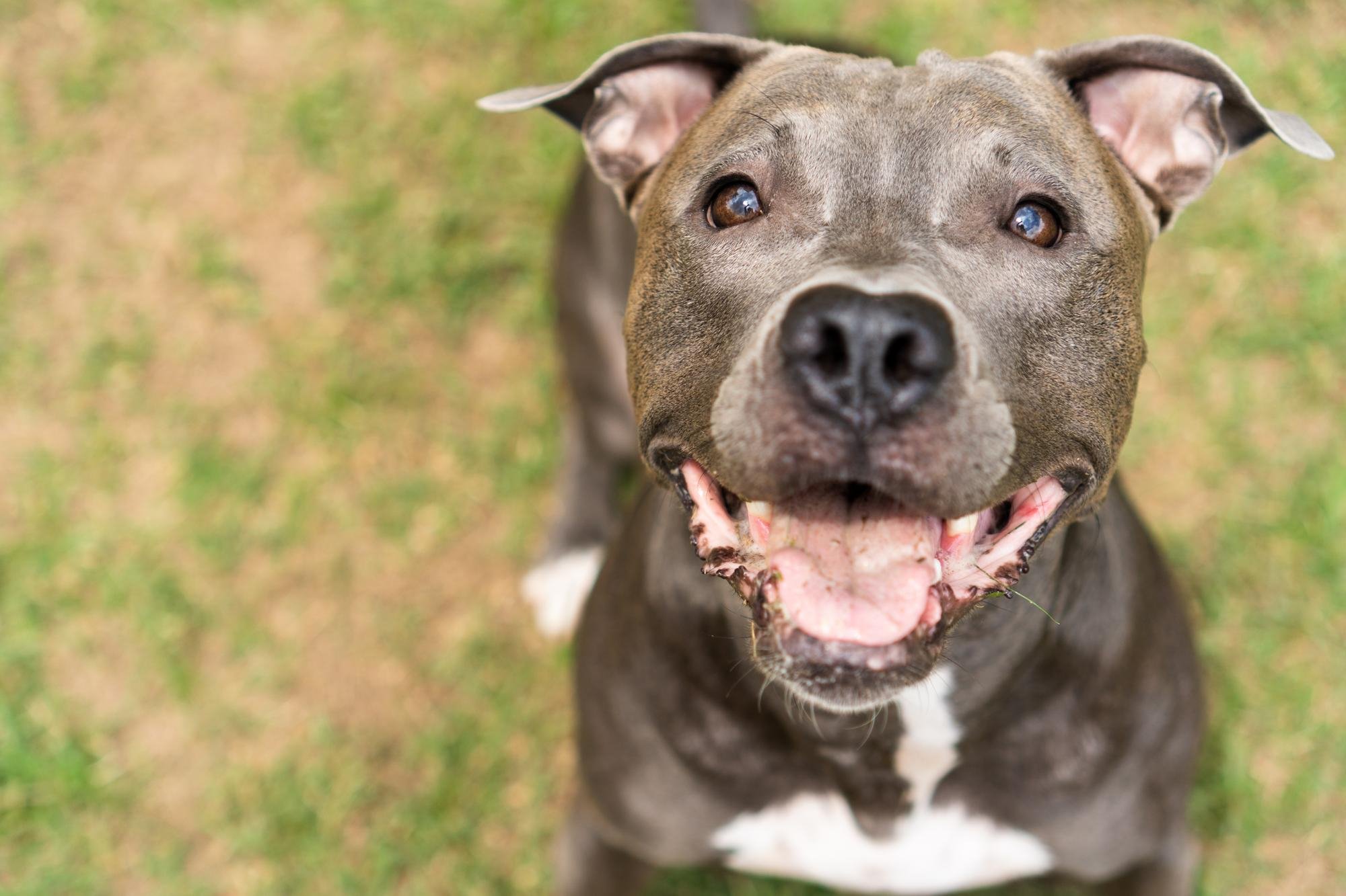 A young brown pitbull standing in grass smiles at the camera