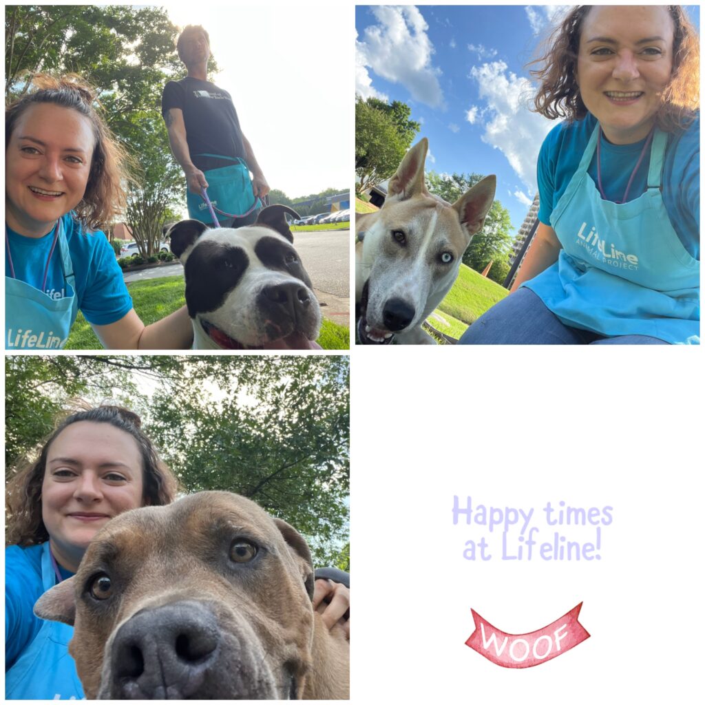 A collage with three pictures of the author walking dogs at the shelter