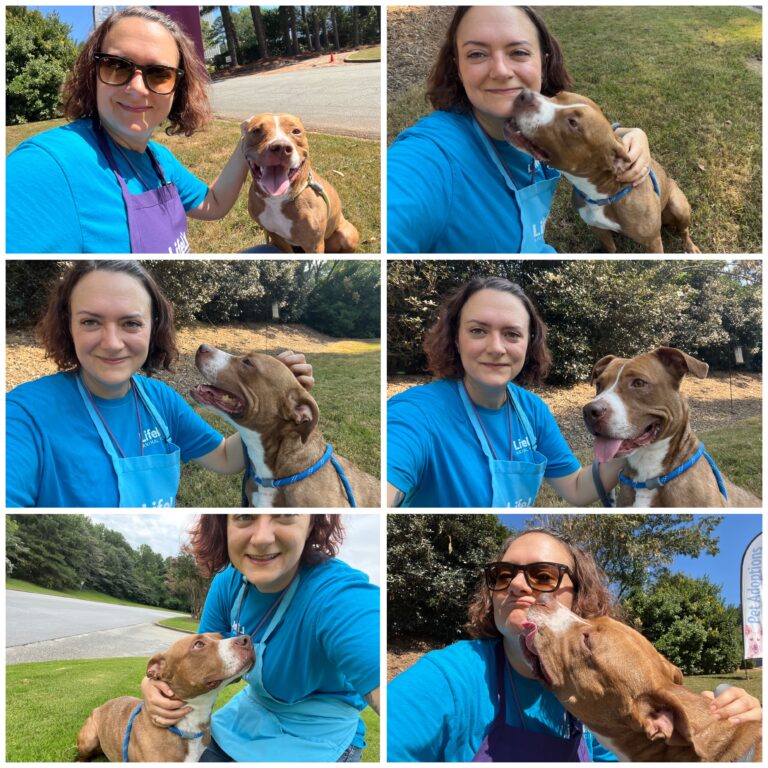 A collage of 6 photos of the author walking a very affectionate, small, golden pitbull mix named Sugarloaf.