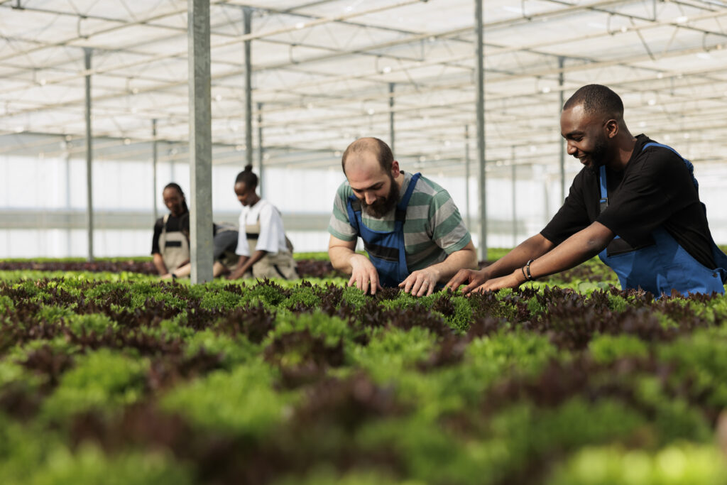 A small group of people farm in a greenhouse inspecting lettuce.