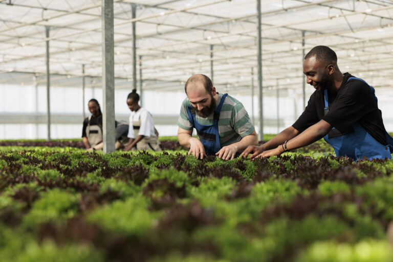 A small group of people farm in a greenhouse inspecting lettuce.
