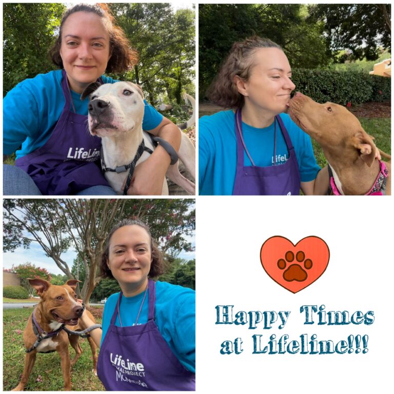 The author in a collage walking 3 different shelter dogs
