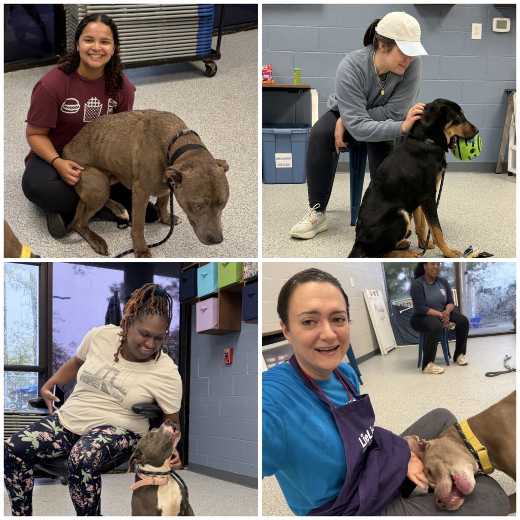 A collage of 4 volunteers, each handling a shelter dog.